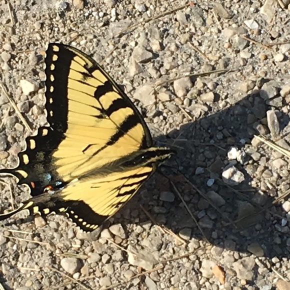 Meet your Posher, Kristin - Picture 2 of 2